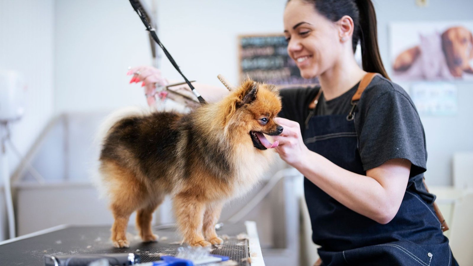Professional pet grooming