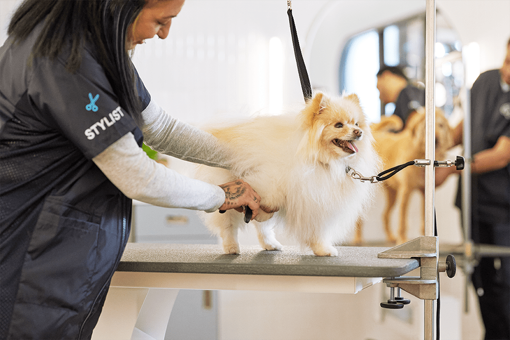 Pet grooming salon