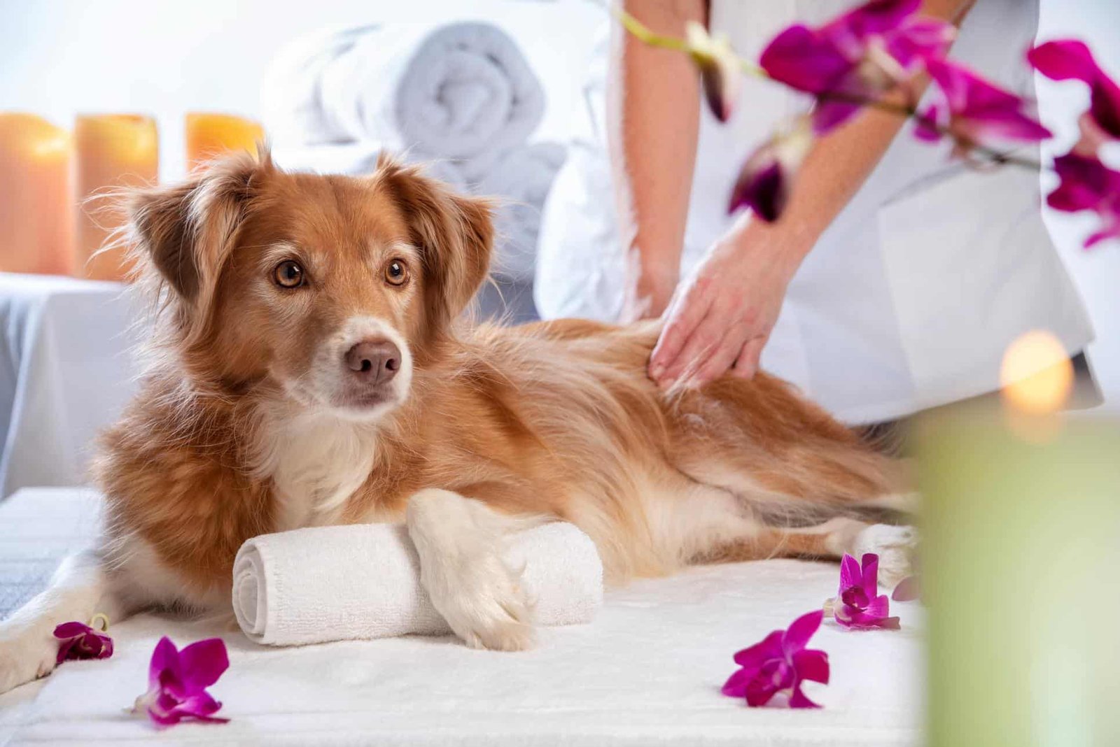 Pet spa treatment