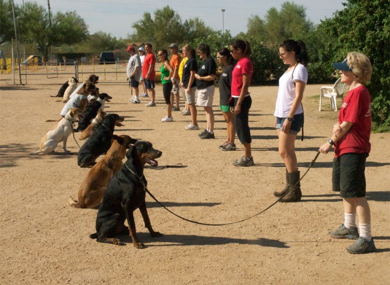 Dog training class